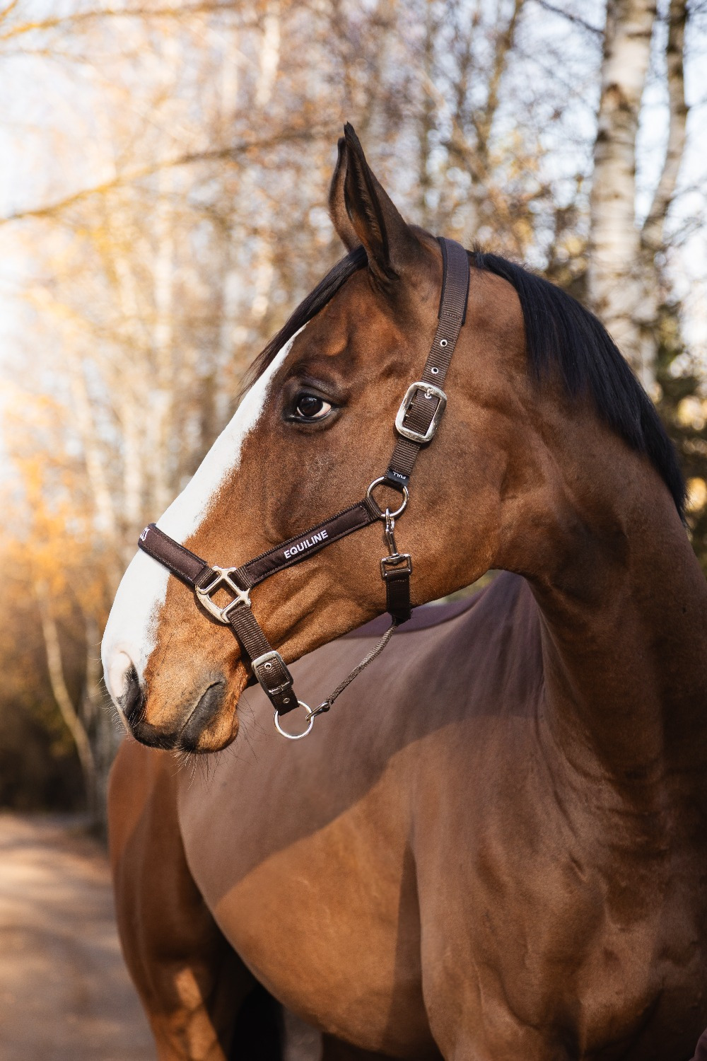 Equiline FW26 Halsterset Eqtras
