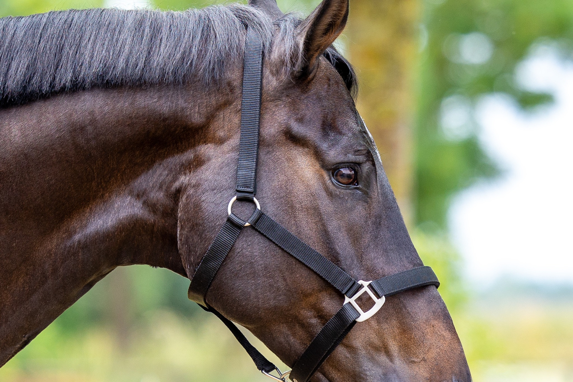MASTER halter black