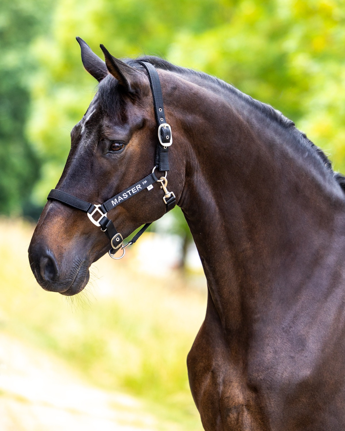 MASTER halter black