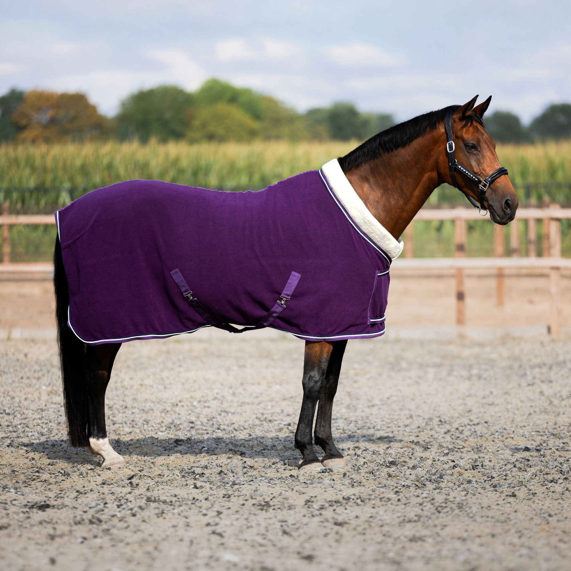 HB Showtime Polar 400g Dutch Crown Showdeken Plum