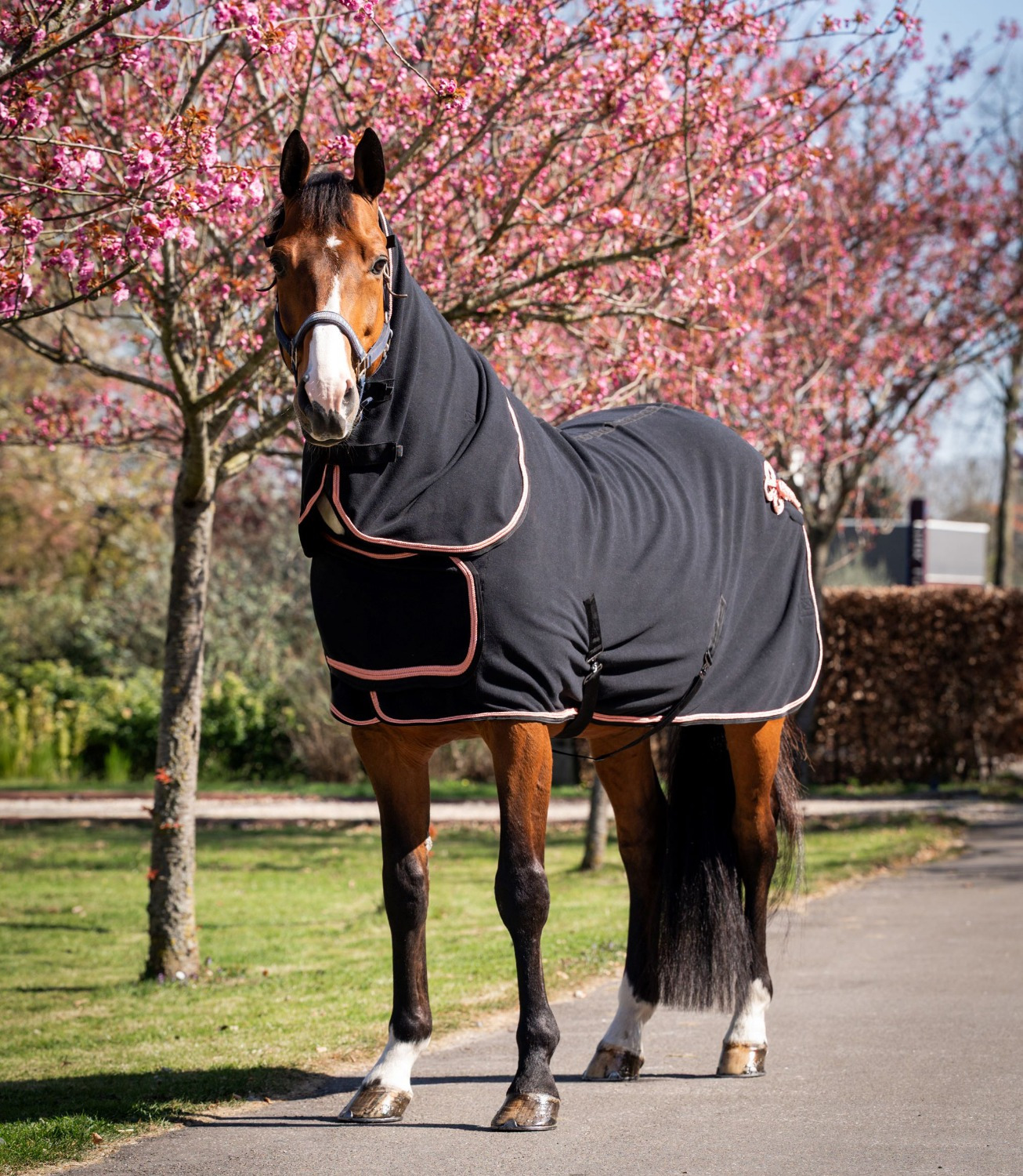 HB Showtime Show Rug Rose Gold with Neck
