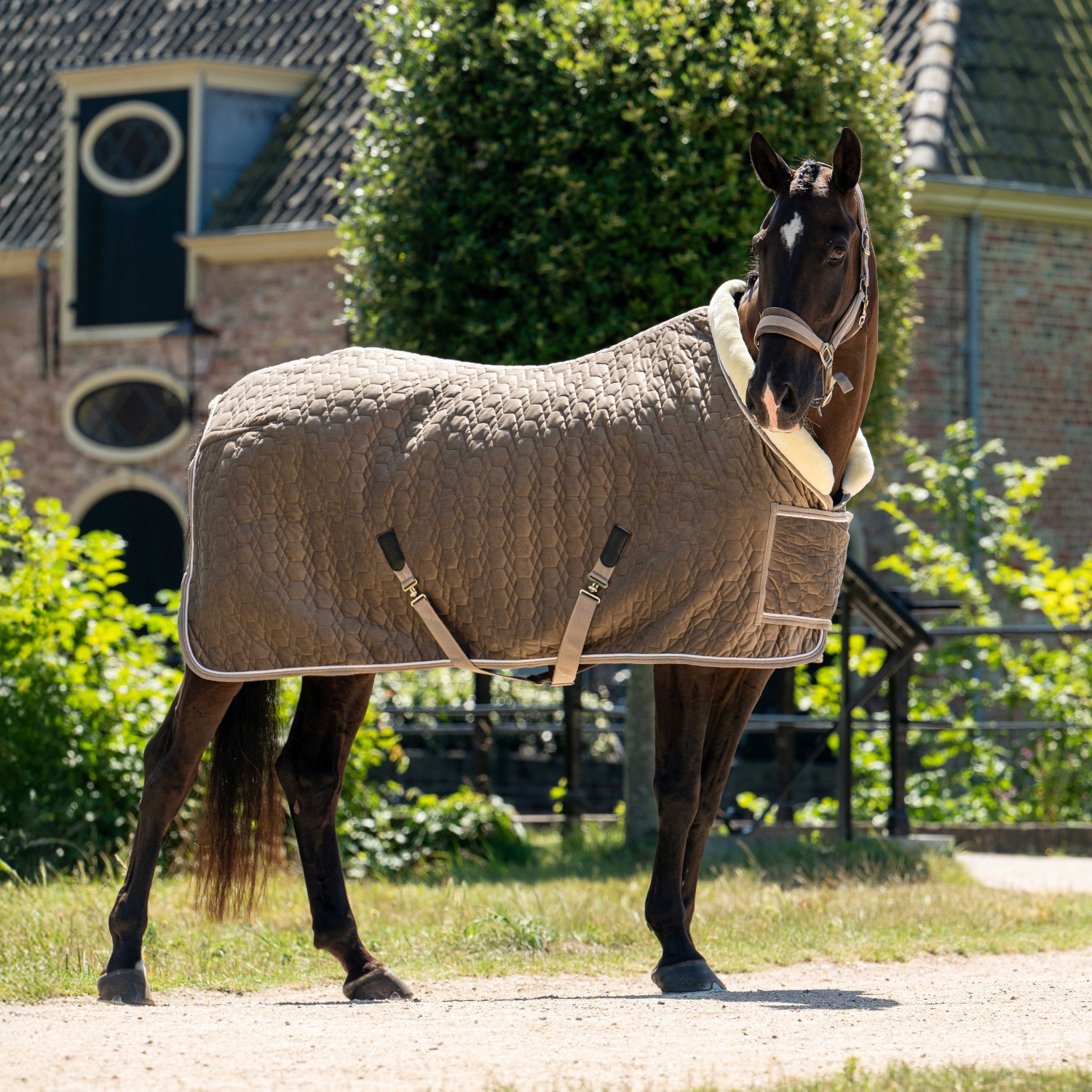 HB Showtime Show Rug Special