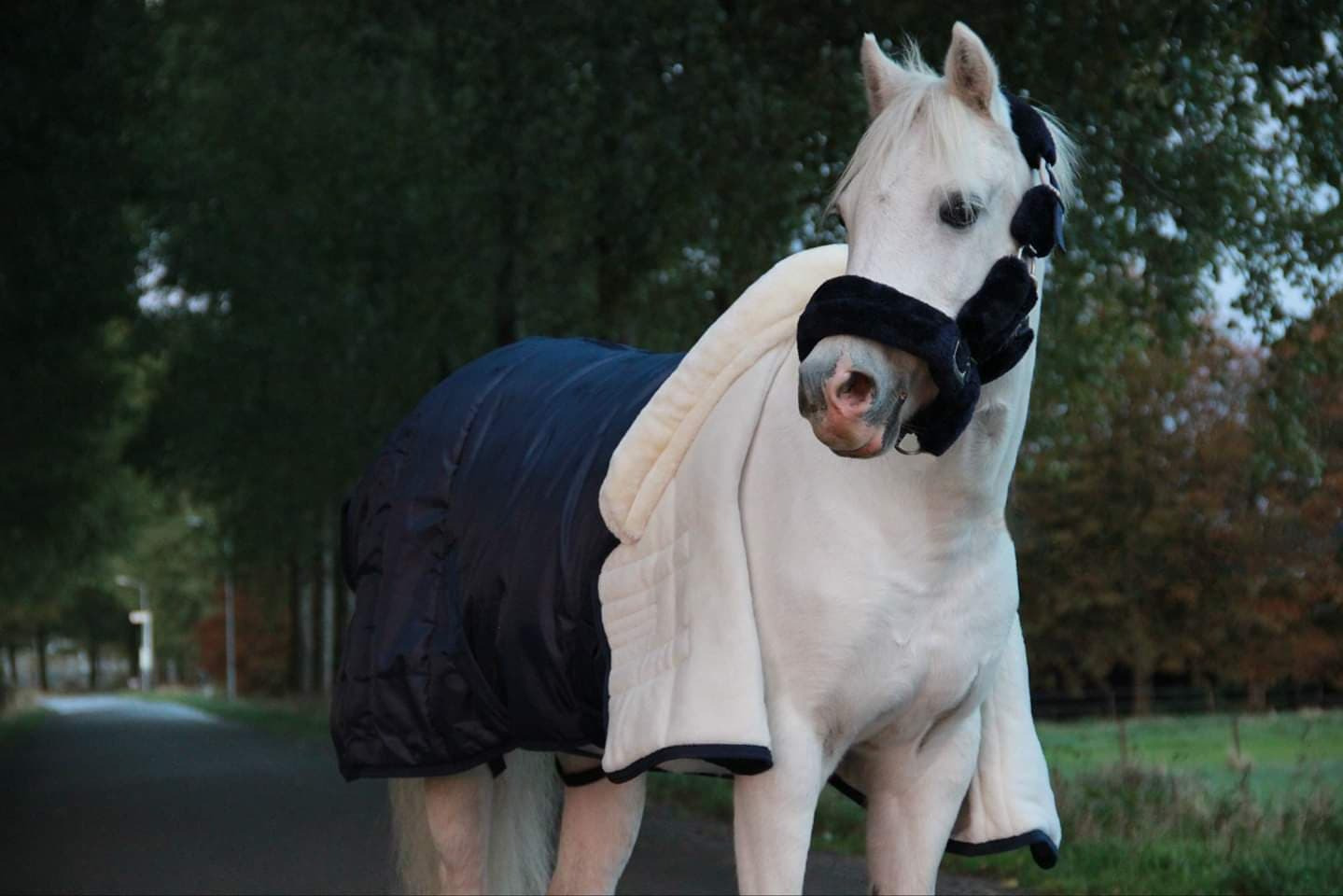 HB Show Rug with Fluffy Hood 250g