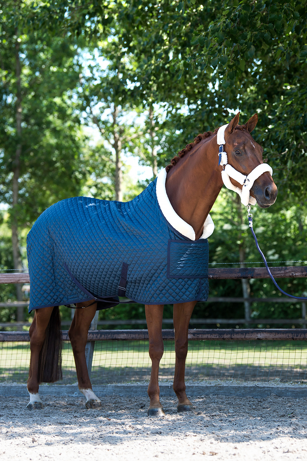 HB Showtime Steelblue Desir Show Rug