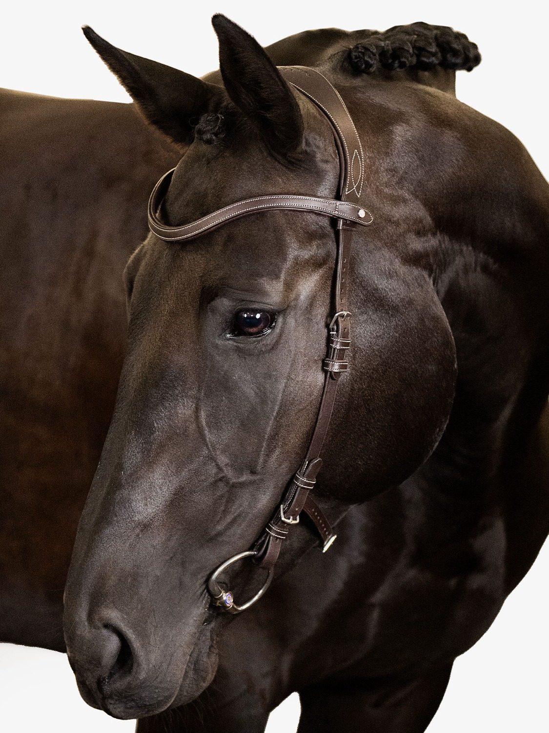 PS of Sweden Helsinki Bridle