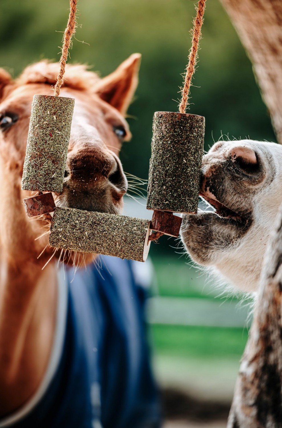 Herbi Horse Kruiden hout Knabbel Speelgoed Calm