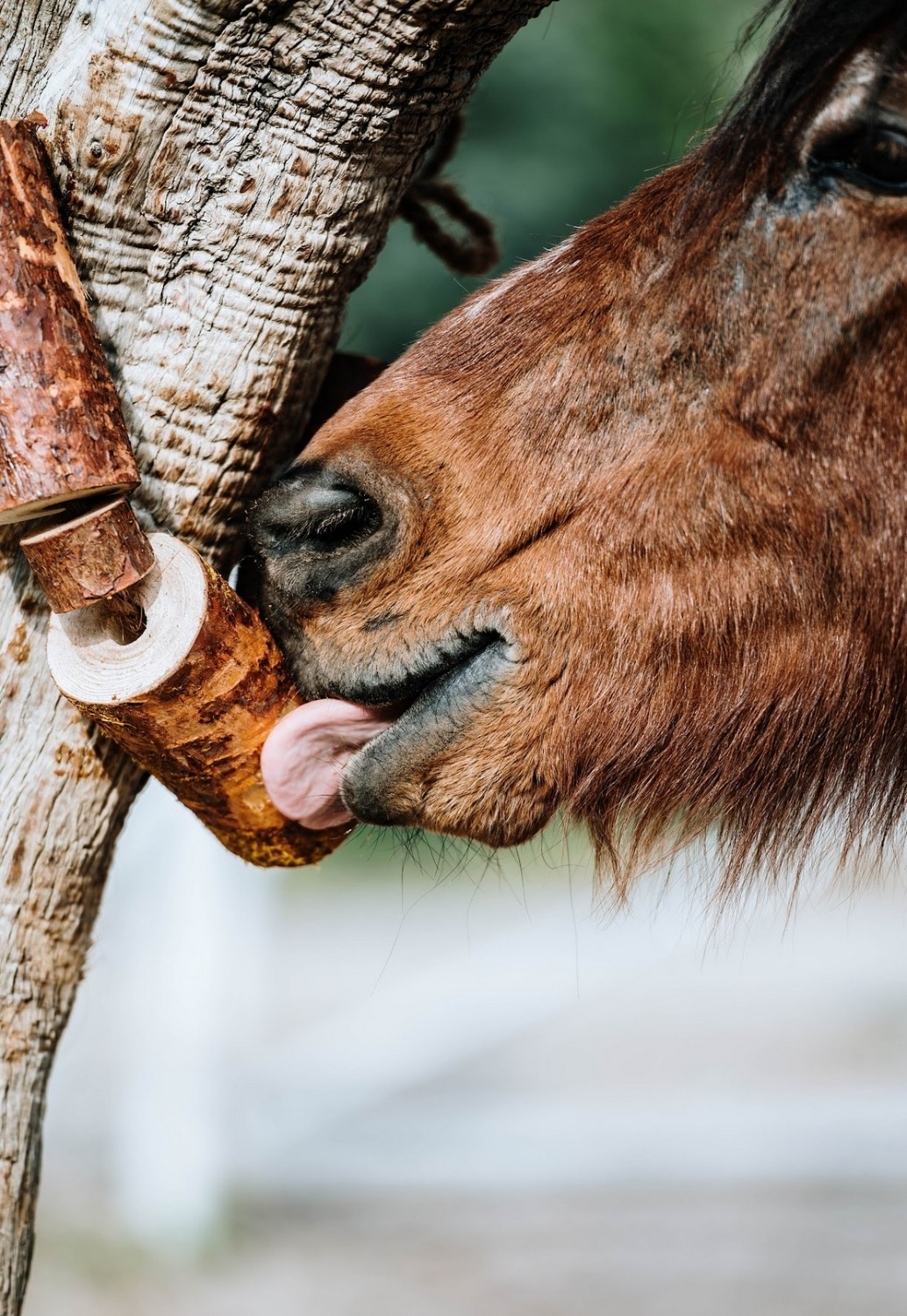 Herbi Horse Herb Wood Nibble Toy Natural