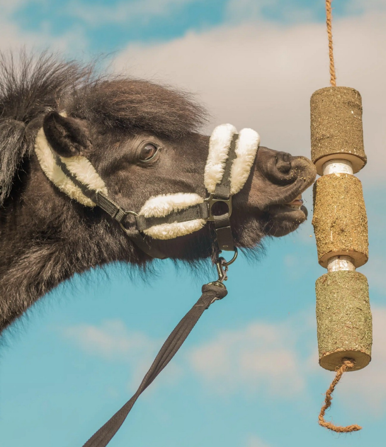 Herbi Horse Herb Wood Nibble Toy Regeneration
