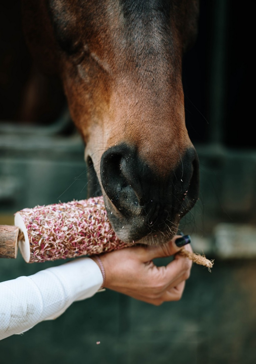 Herbi Horse Herbal Wood Chew Toy Tummy