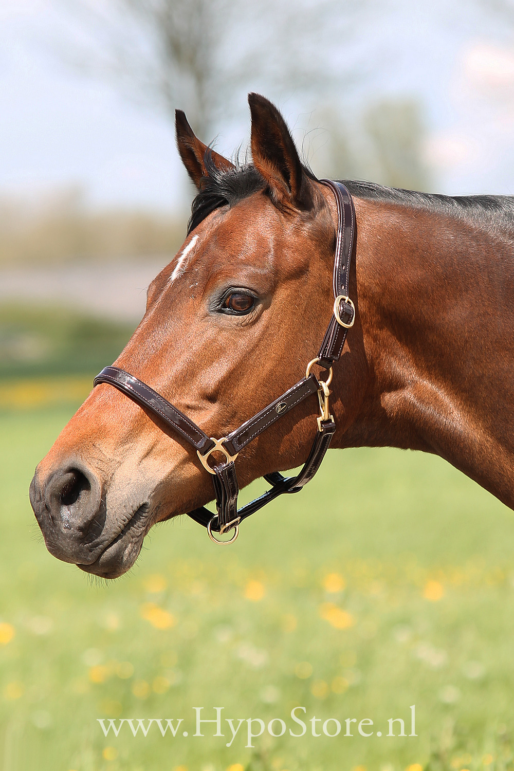 Premiera "Accadia" brown patent leather halter