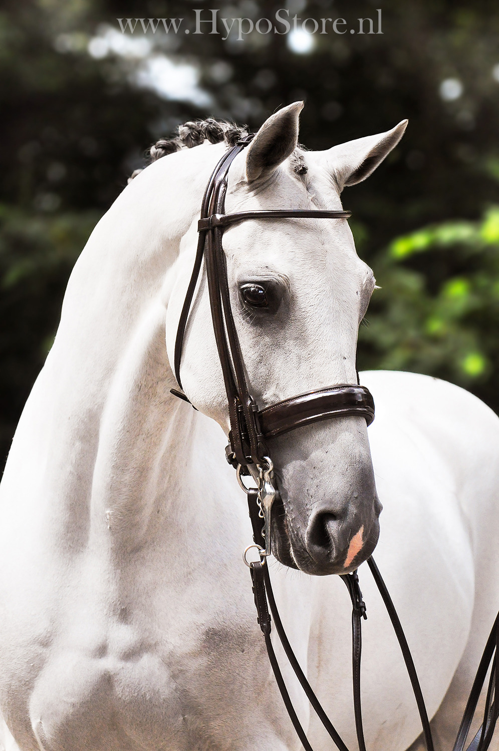 Premiera 'Rome' Brown Rolled Double Bridle with 4.5 cm patent noseband, silver fittings