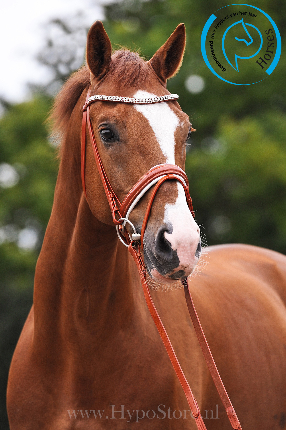 Premiera "Athena" Cognac bridle with white padded patent noseband, silver fittings