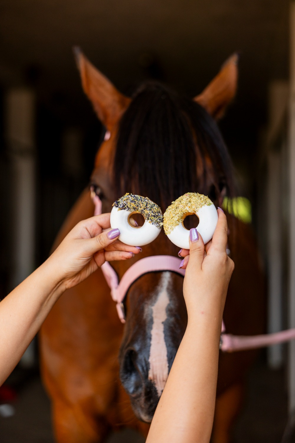 Candy Horse Rainbow World 2026 Donuts Butterfly Pea