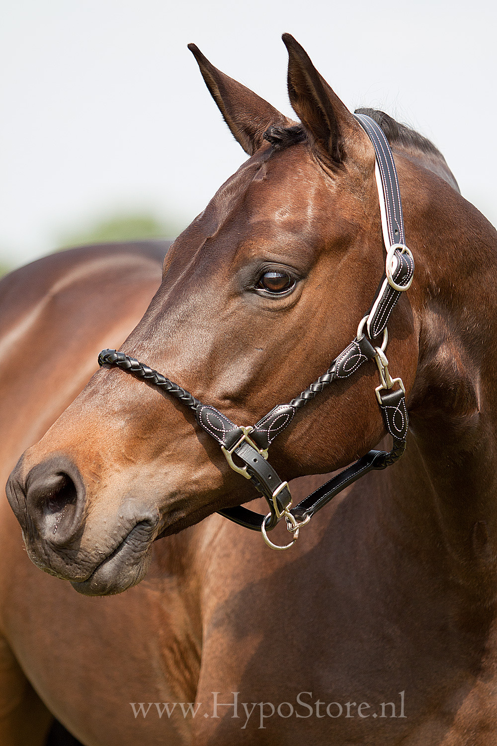Premiera ''Vienna'' Black leather halter with white padding