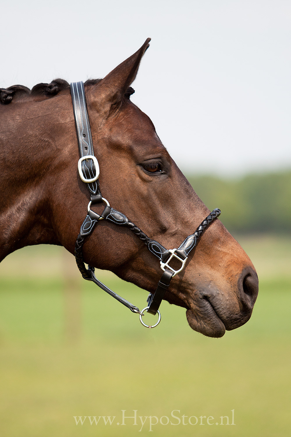 Premiera ''Vienna'' Black Leather Halter
