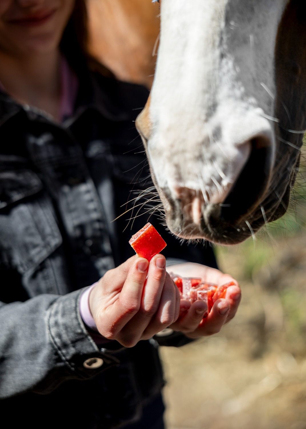 Candy Horse Cherry + Cardamom Fruit Jellies