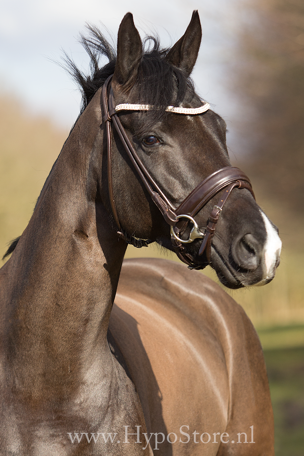 Premiera ''Imperia'' brown rolled bridle with crystal browband, silver buckles