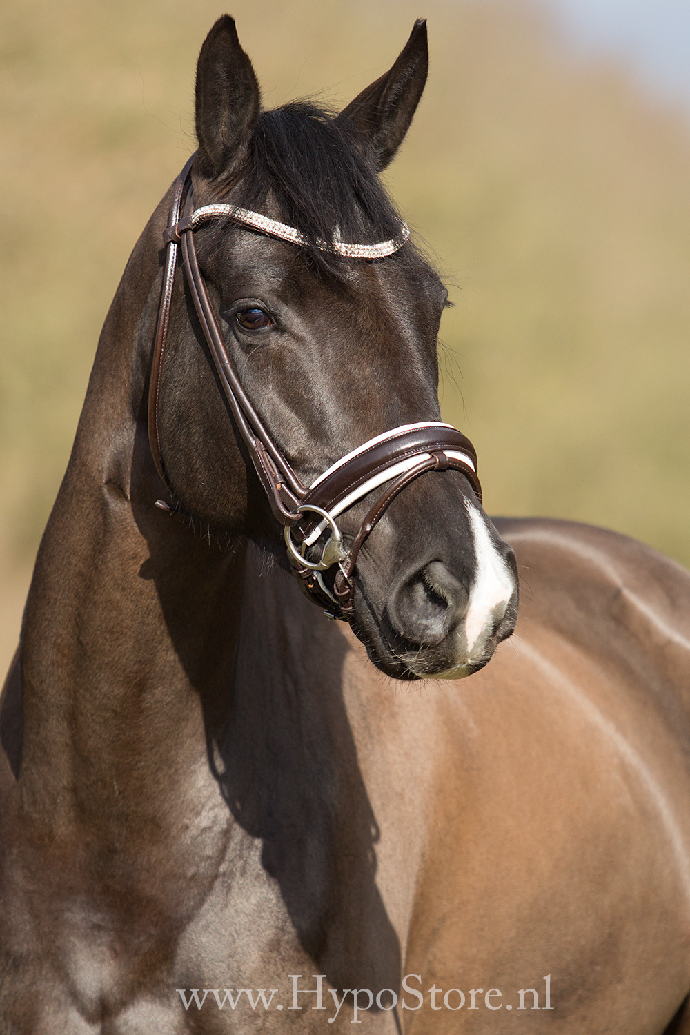 Premiera ''Imperia'' brown rolled bridle with white padding and crystal browband, silver buckles
