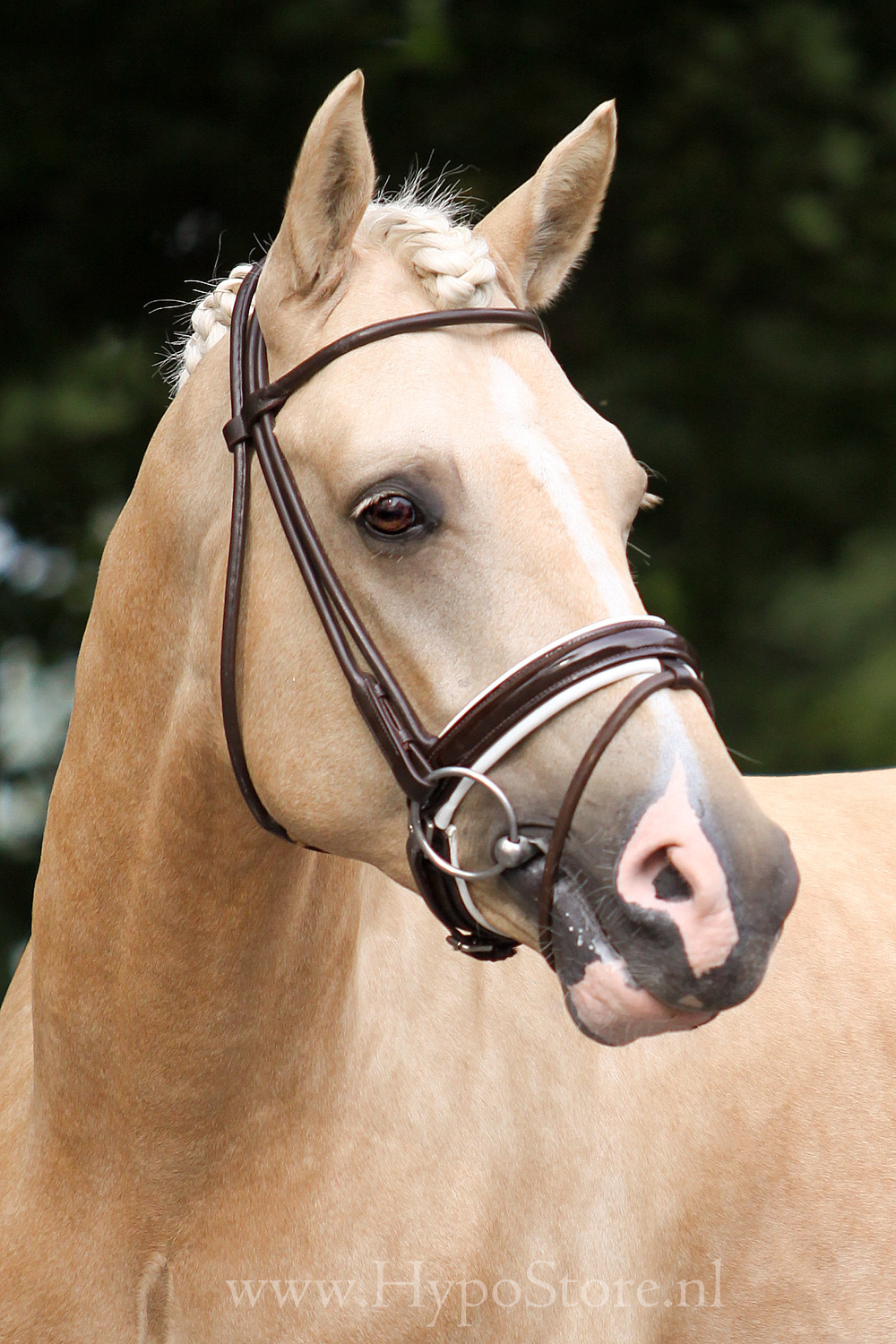 Premiera "Monaco" Brown Rolled Bridle with White-Padded Patent Noseband, Silver Hardware