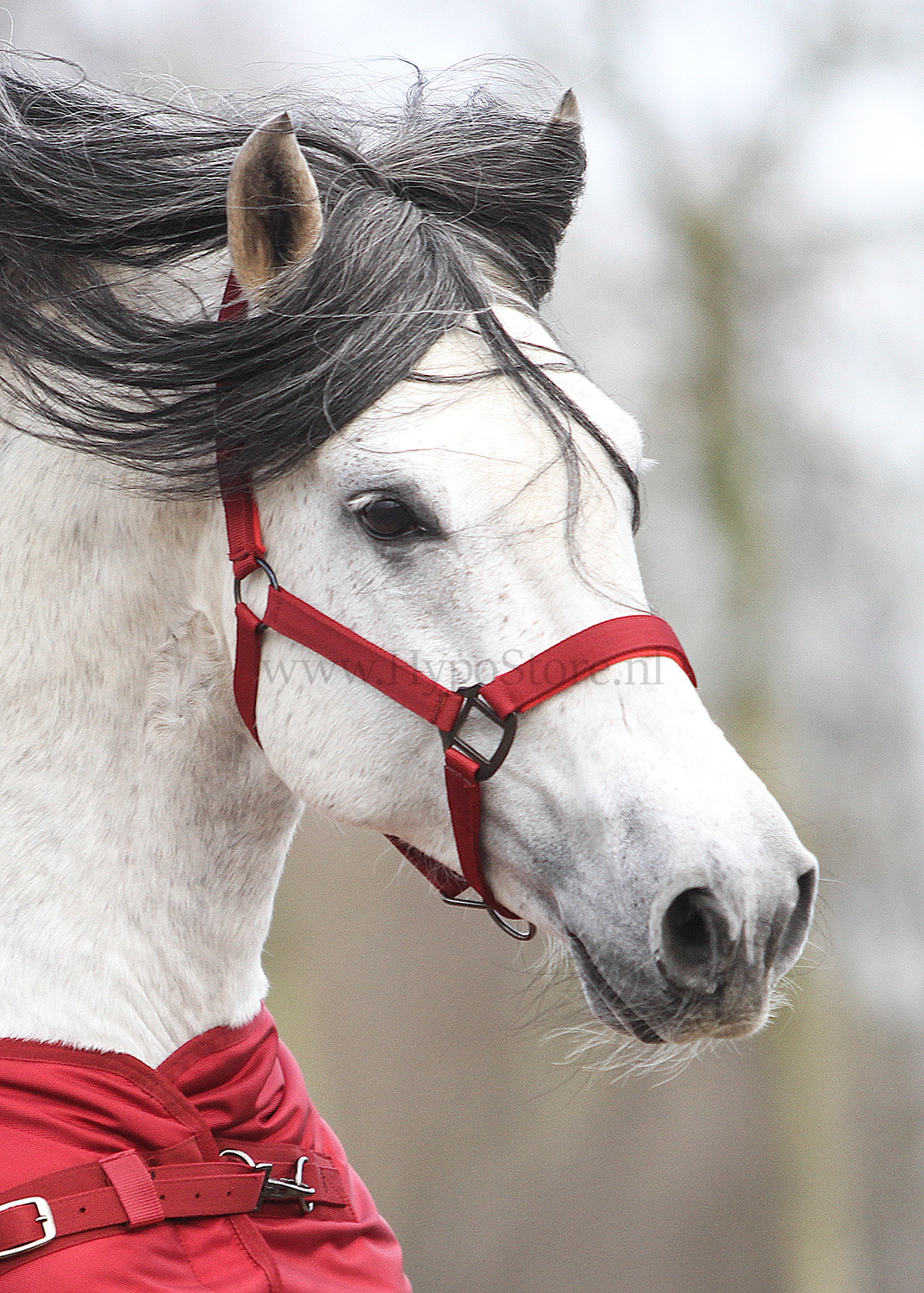 MASTER Halter Metallic Red