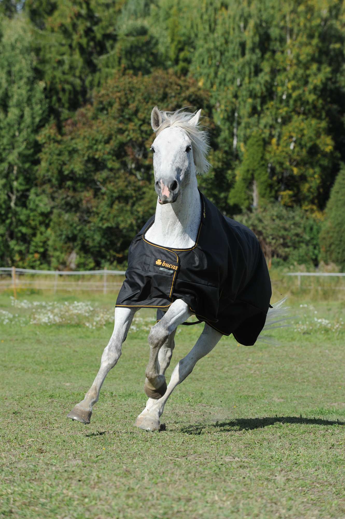 Bucas Irish Turnout Light 50g Zwart