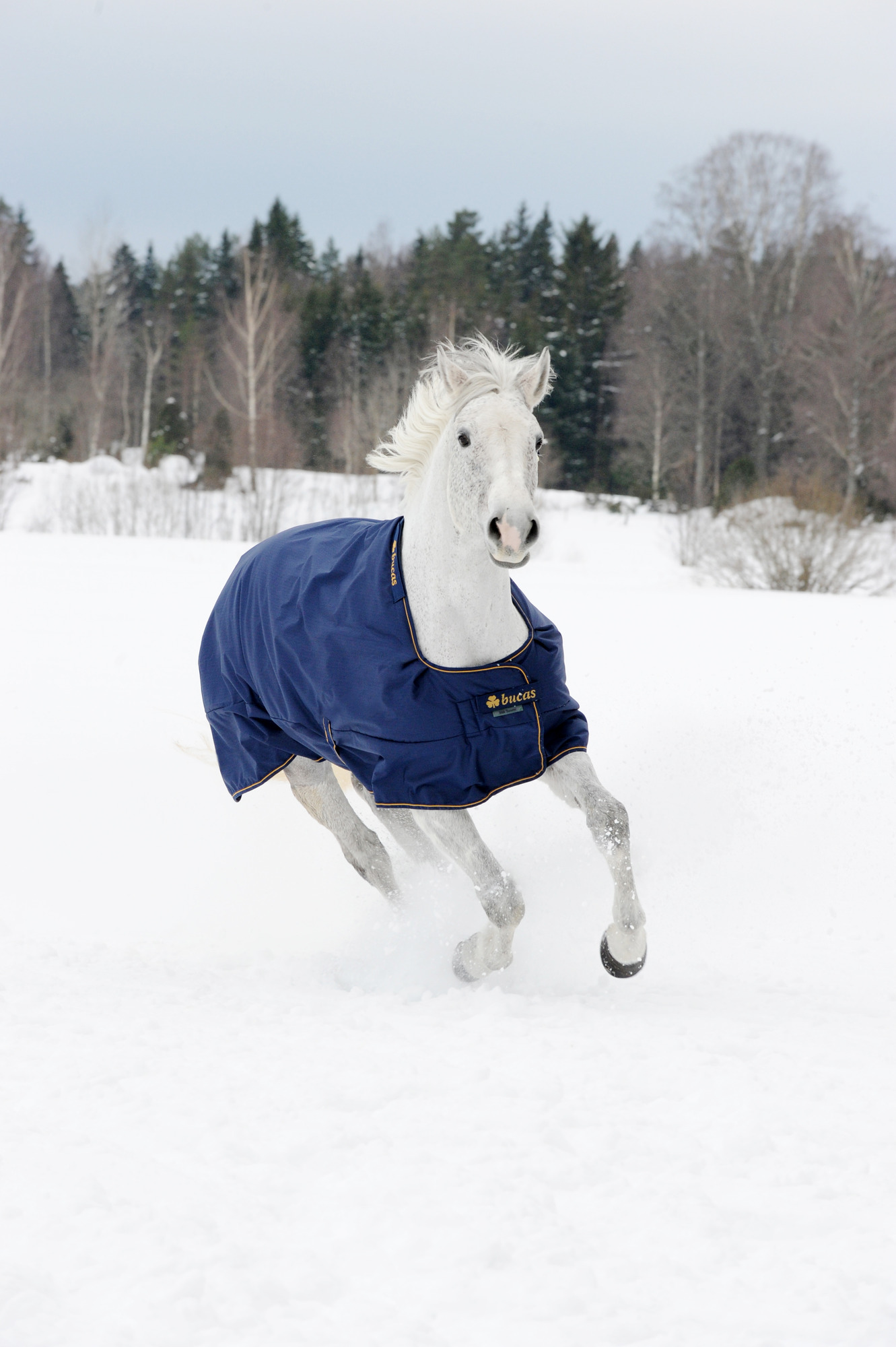 Bucas Irish Turnout Extra Blauw
