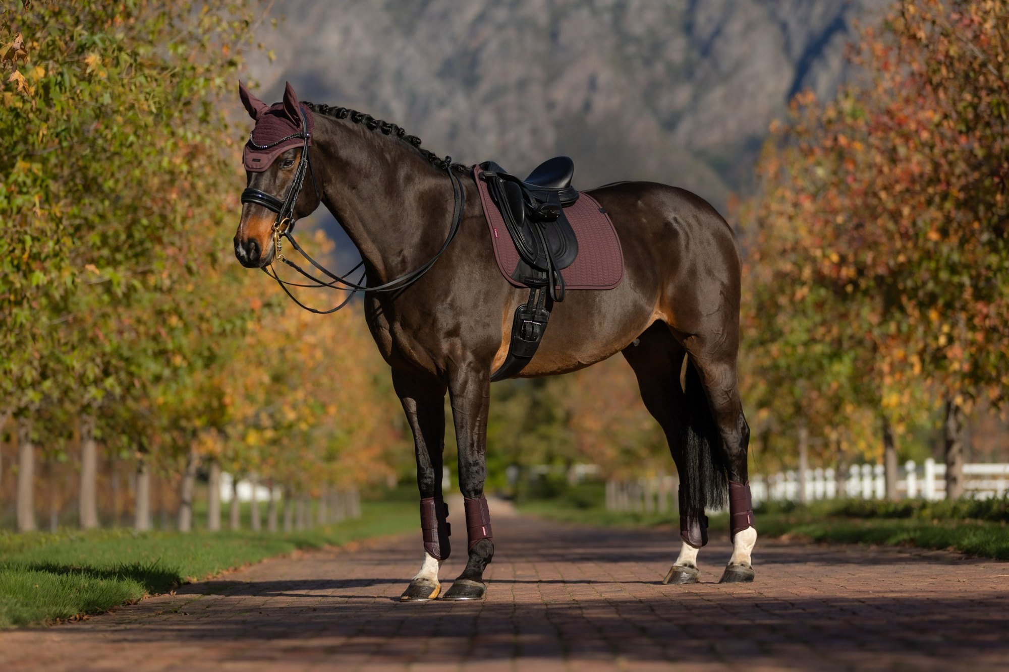 LeMieux AW25 Essence Dressage Saddle Pad Damson