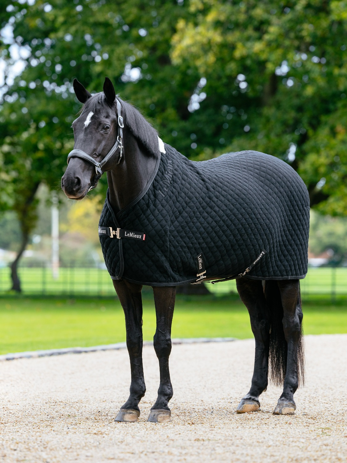 LeMieux SS26 Arika Clima-Tek Rug