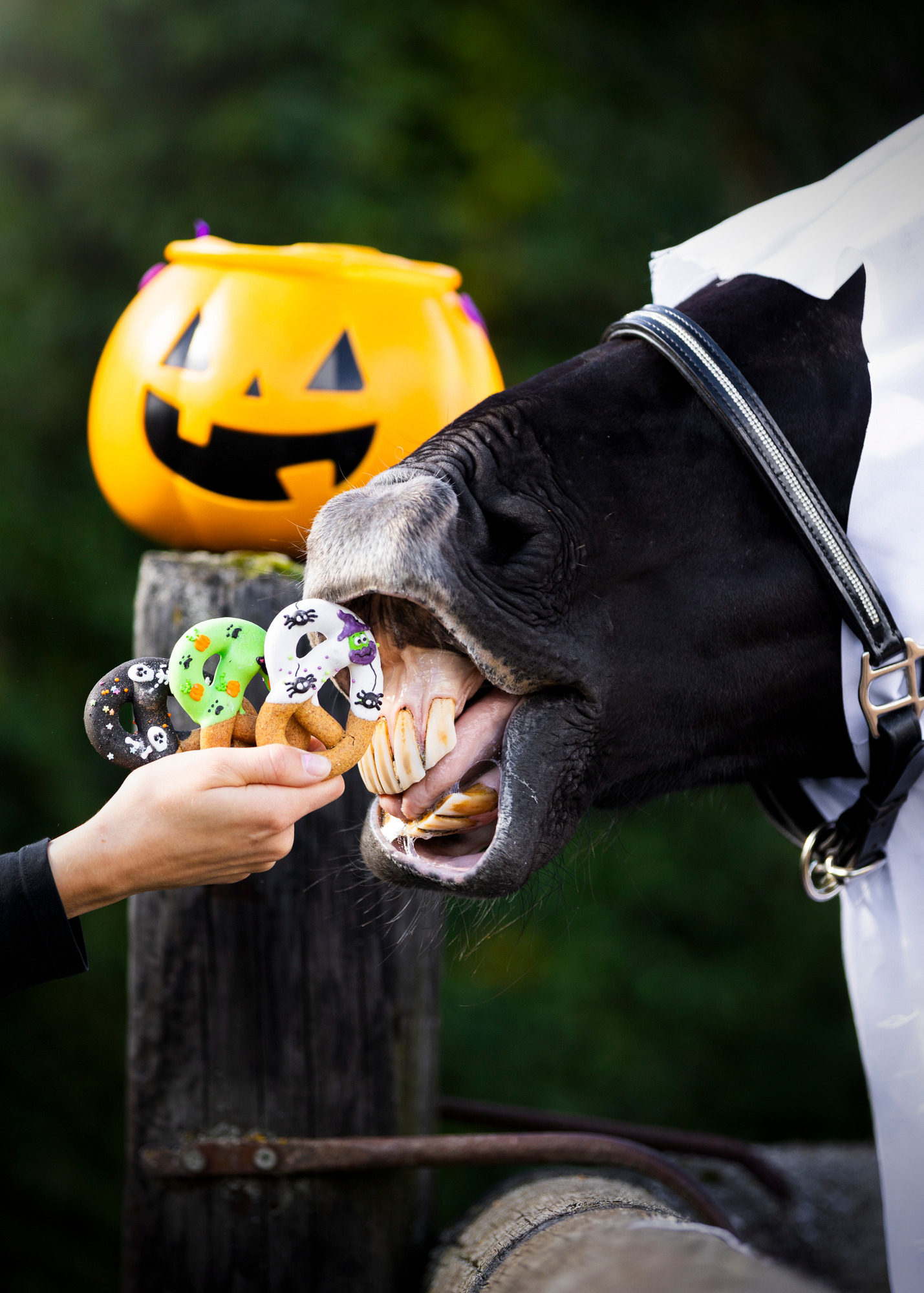 Candy Horse Halloween 2026 Pretzels