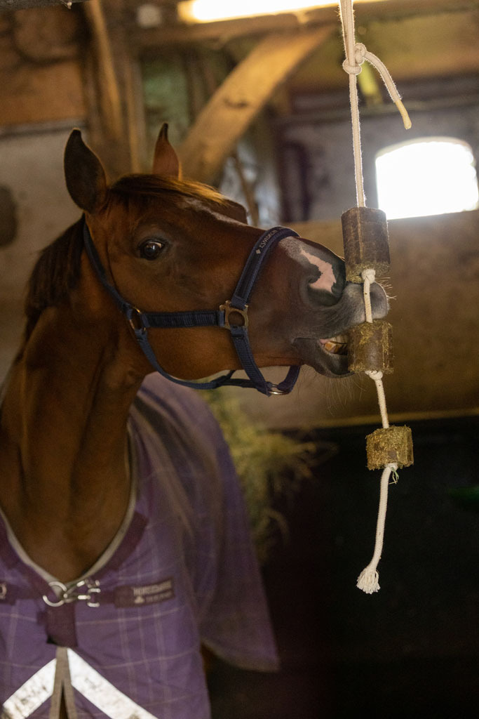 Lax Alfalfa on Play Rope for Horses