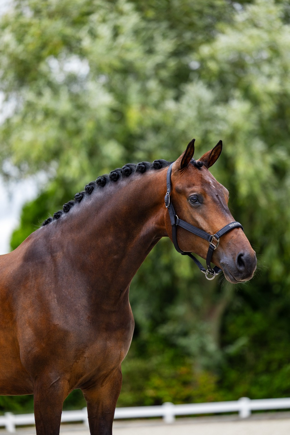 Equestrian Stockholm Line Black Halter