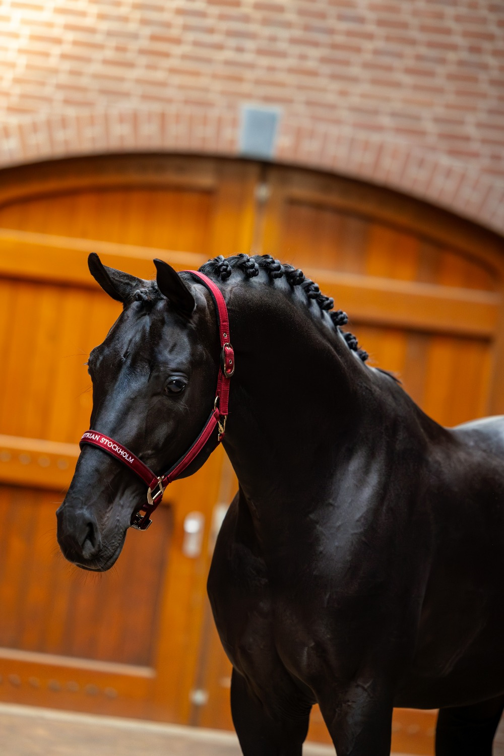 Equestrian Stockholm Line Bordeaux Halter