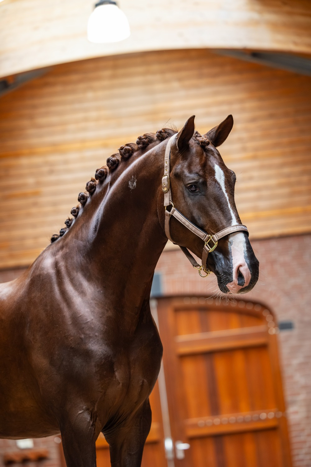Equestrian Stockholm Line Champagne Halter