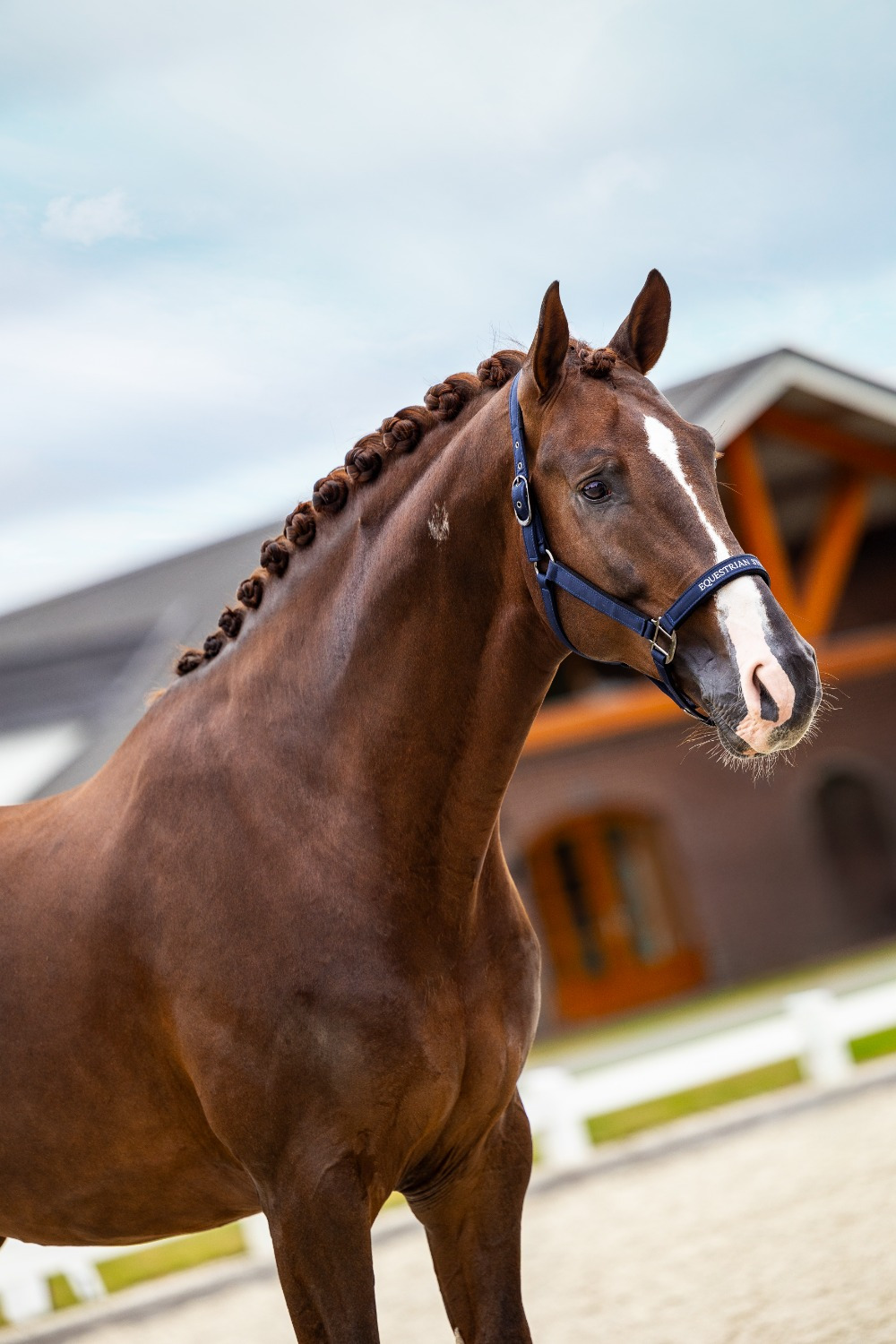 Equestrian Stockholm Line Midnight Blue Halter