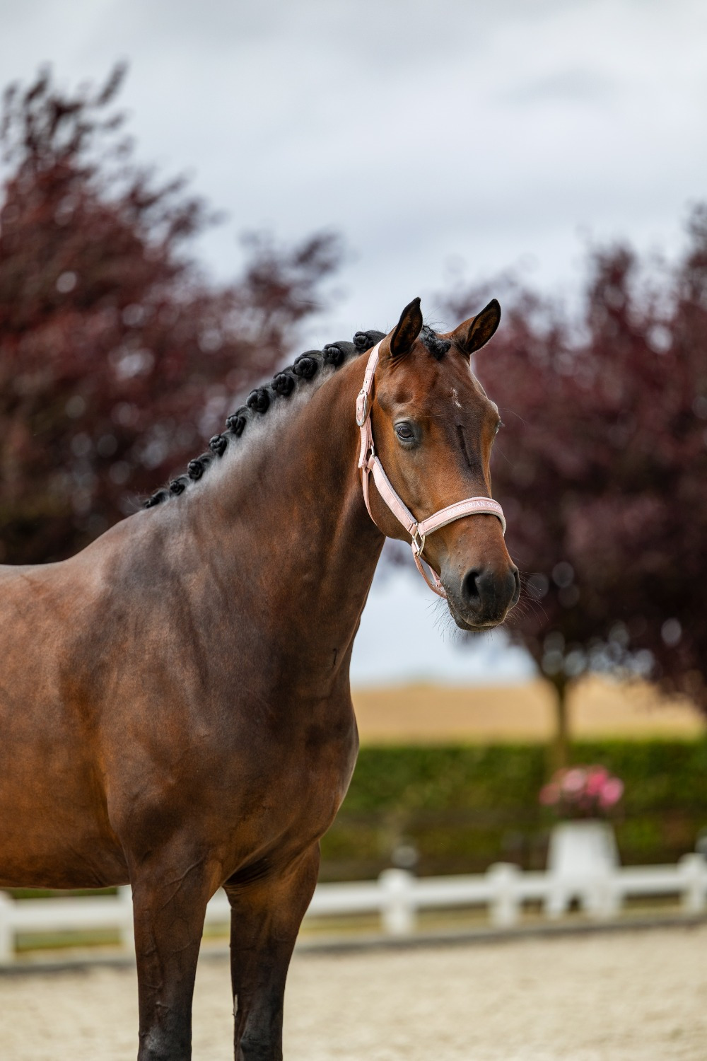 Equestrian Stockholm Line Pink Halter
