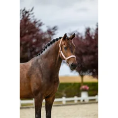 Equestrian Stockholm Line Pink Halster