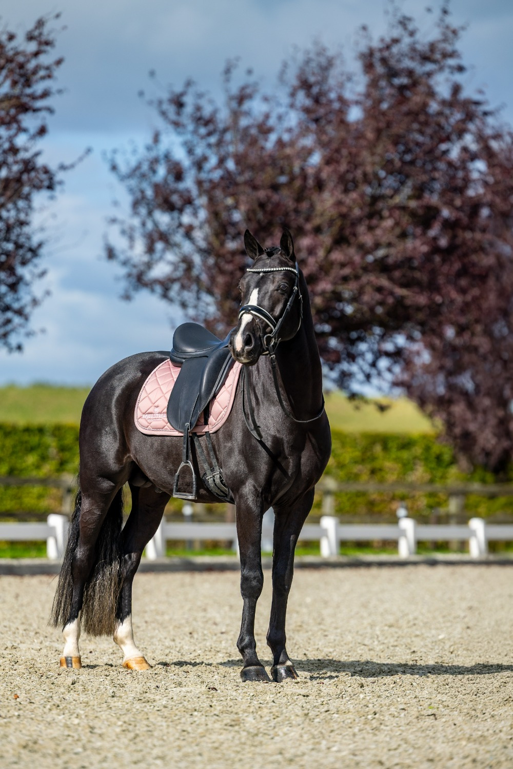 Equestrian Stockholm Line Pink Dressage Pad