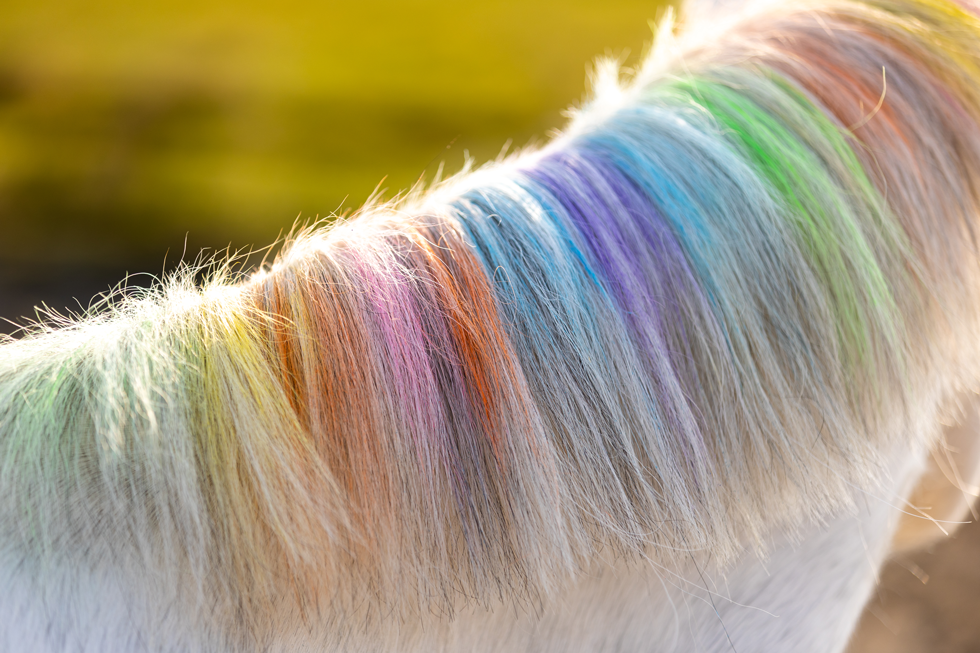 PaardenpraatTV Regenbogen-Farbkreide