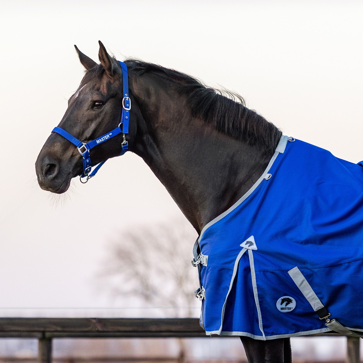MASTER Halter Cobalt Blue