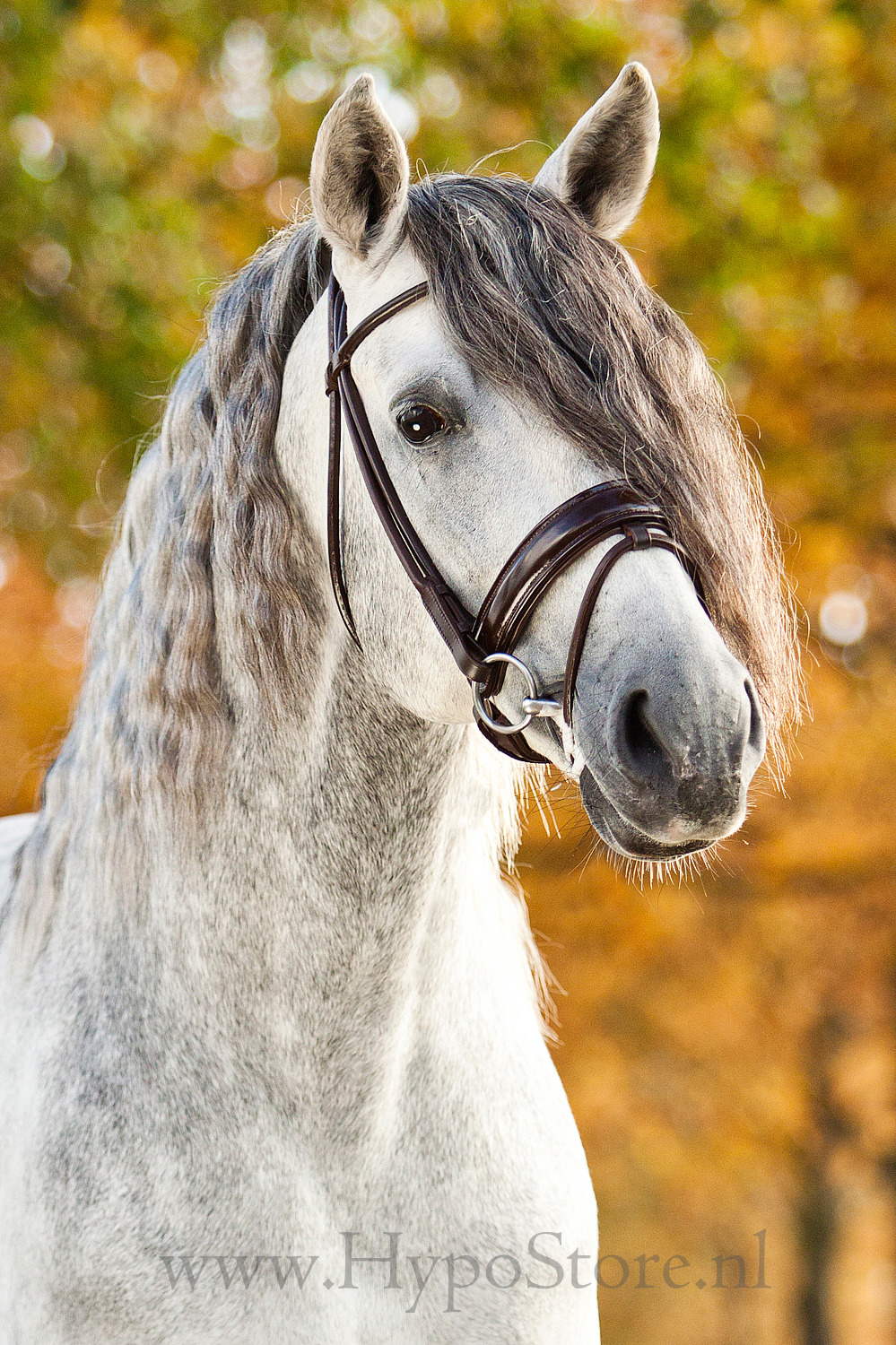Premiera ''Monaco'' Brown Round-Stitched Bridle with Patent Leather Noseband, Gold Fittings