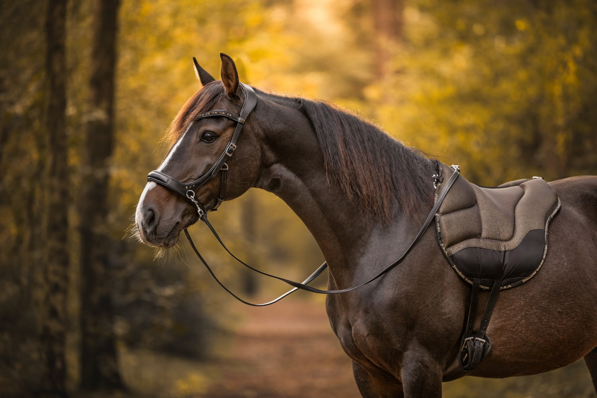 F.R.A. Dardo Basic Bling Bareback-Pad