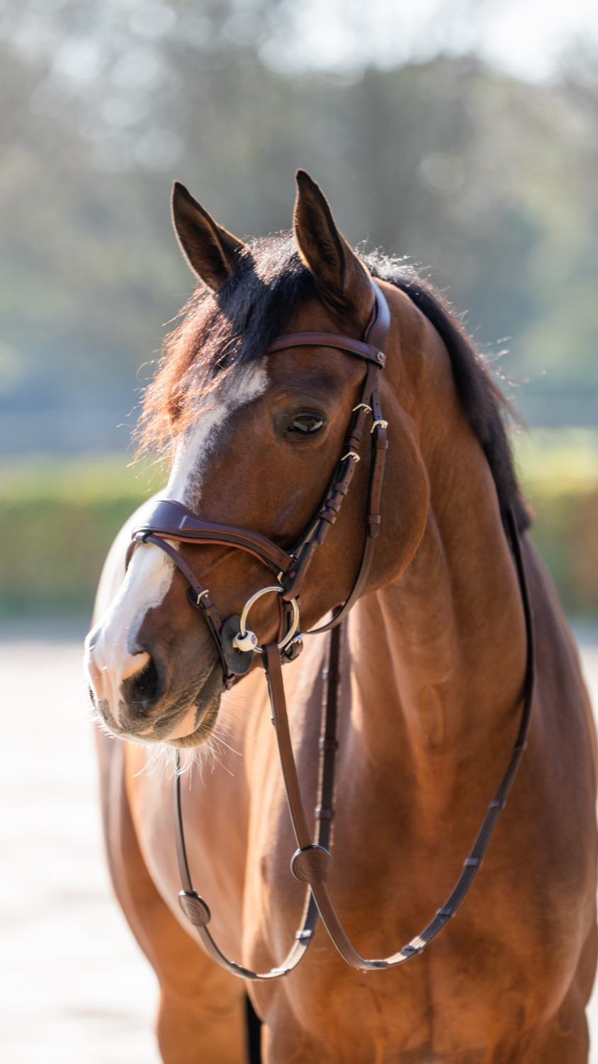Trust Falsterbo 5-Function Bridle