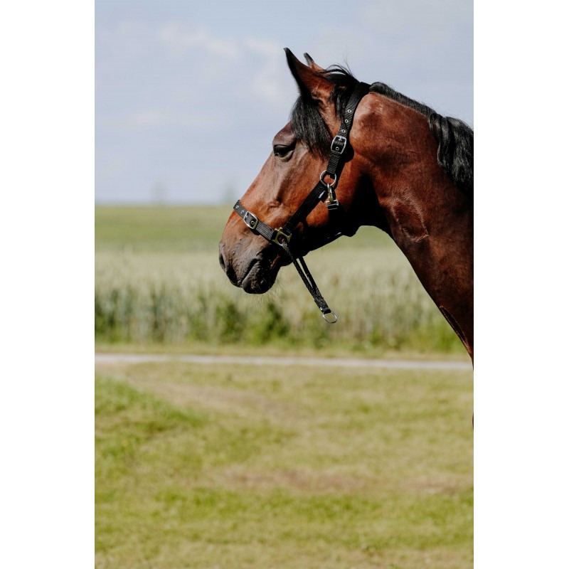 Norton Halter Nylon Educational
