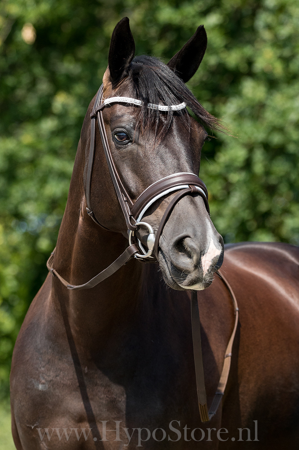 Premiera "Valentia" brown/white padded bridle with bling browband, silver fittings