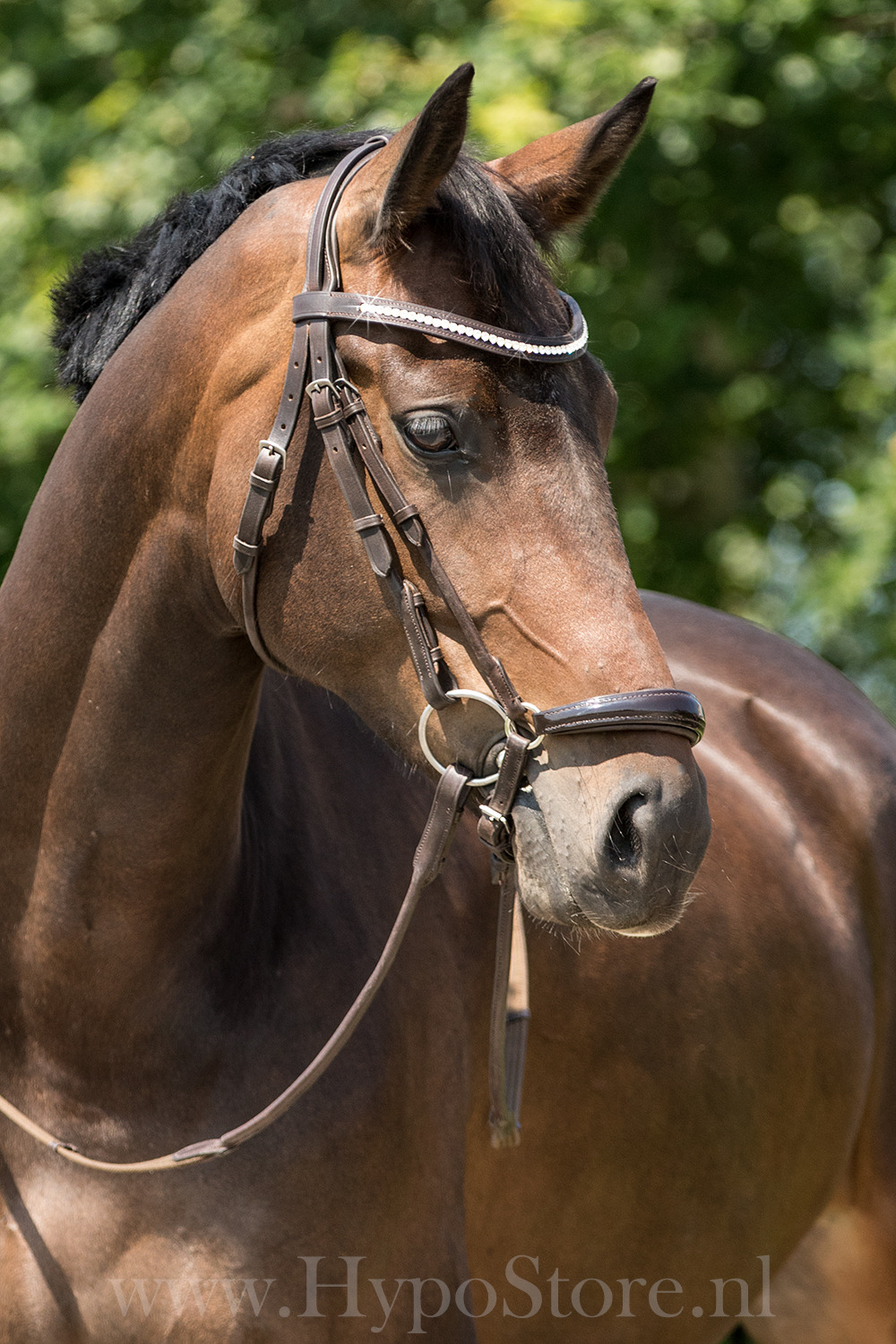 Premiera "Savona" brown bridle with patent leather drop noseband and anatomical crownpiece (gold hardware)