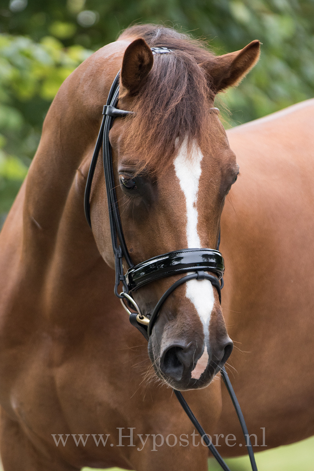 Premiera ''Monaco'' Black padded bridle with patent leather noseband, gold buckles