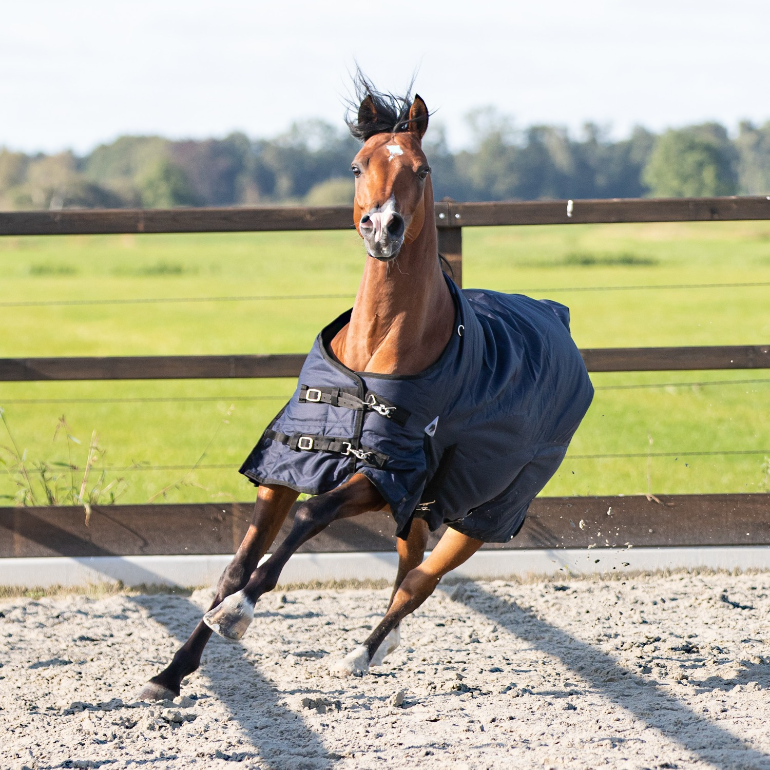 MASTER Winter Rug 600D 300g Navy