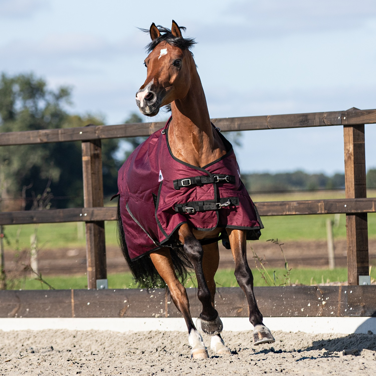 Master Outdoor Rug 600D 100g Fig