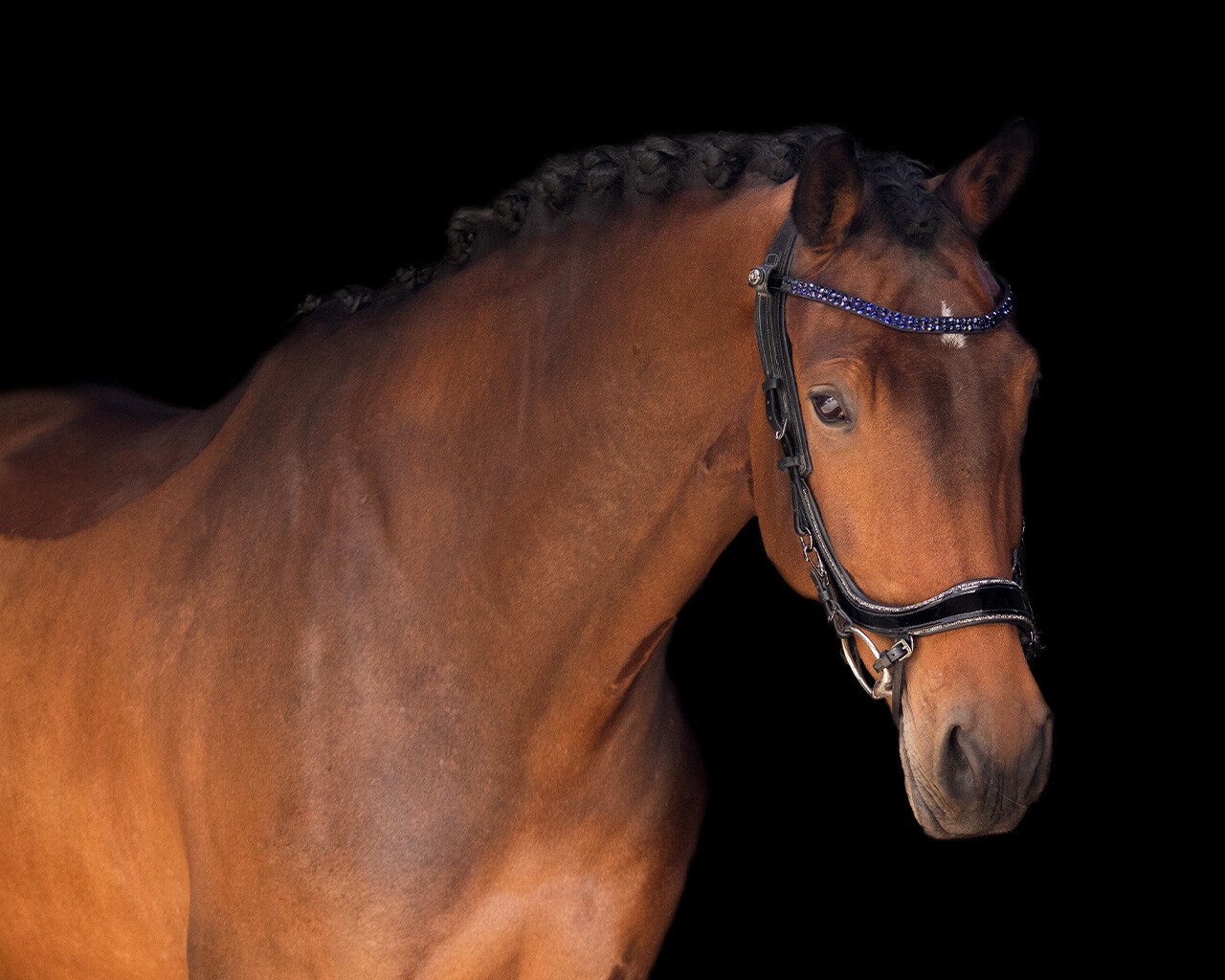 PresTeq Frontriem FaySport StarGlow
