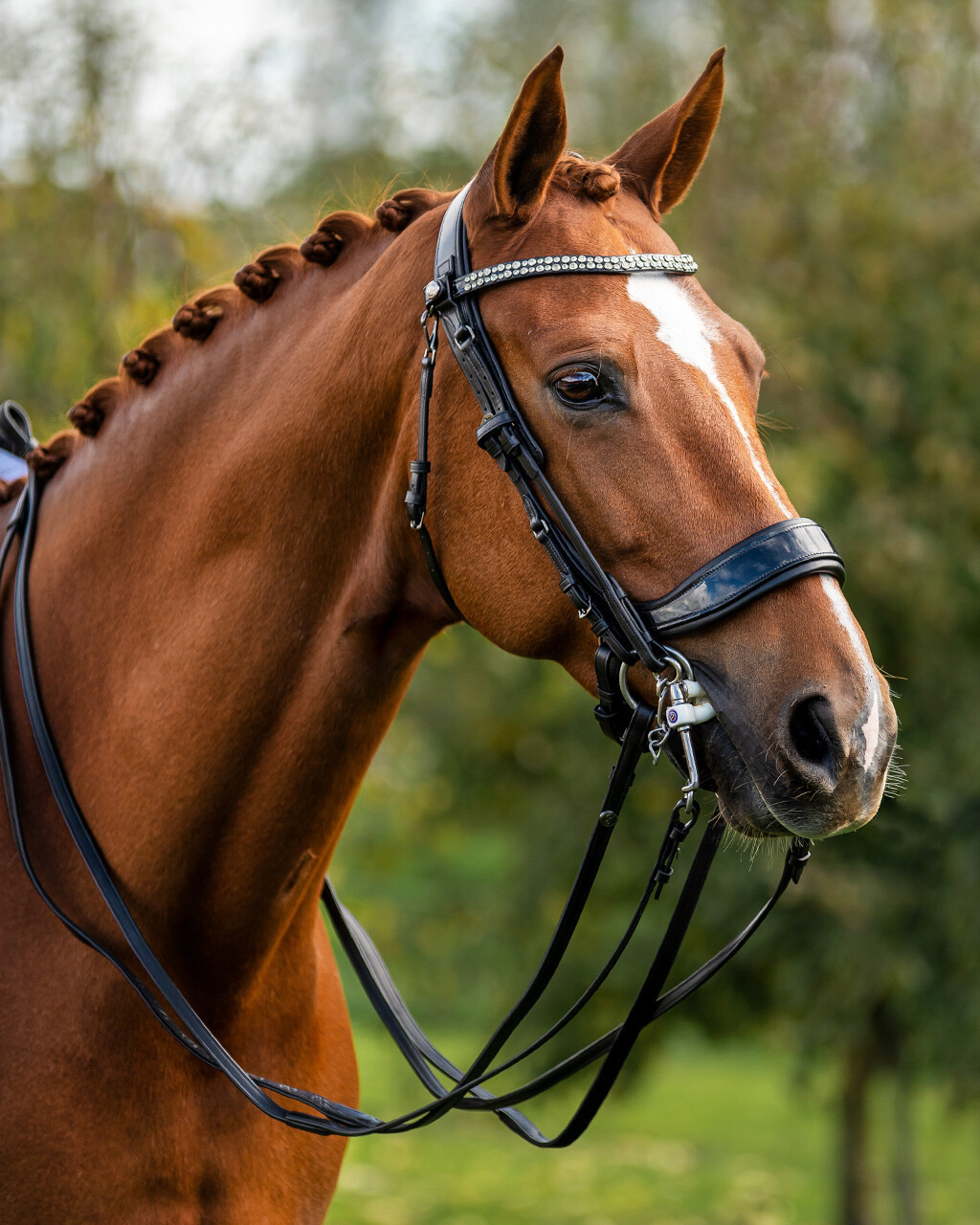 PresTeq FayPerform Shine Double Bridle